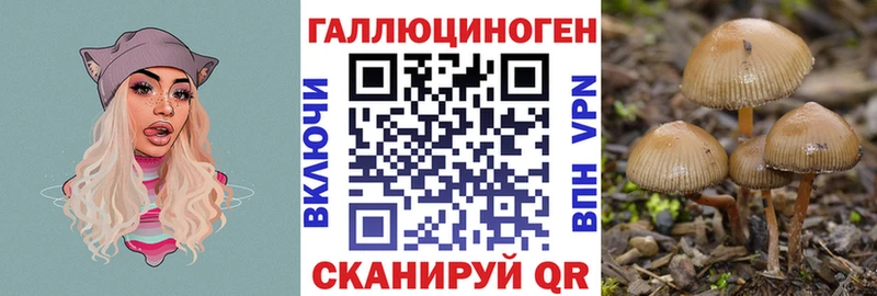 Галлюциногенные грибы Psilocybe  Кингисепп 